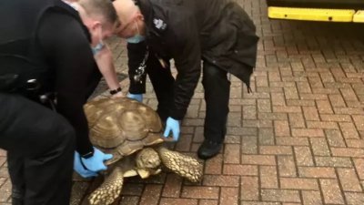 英国一只35岁乌龟“离家出走”，最后在距离1.6公里的街上被寻回。（图取自网络）